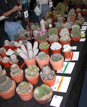 some smaller Mammillarias at the BCSS National Show