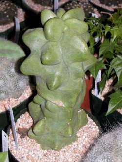 Lophocereus schottii f. monstrosus for sale
