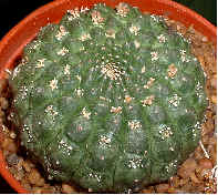 Euphorbia gymnocalycioides