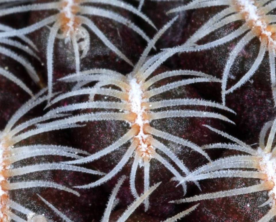 Sulcorebutia langeri close-up of spines