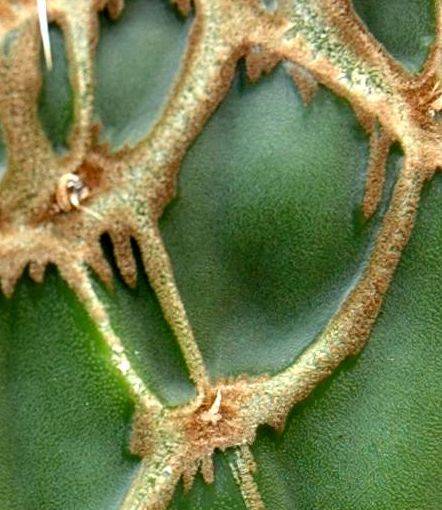 Opuntia dellenii reticulata close-up of markings