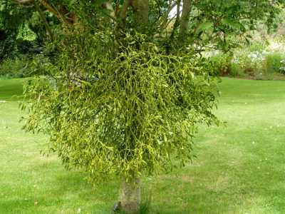 Mistletoe, Viscum album growing on Sorbus
