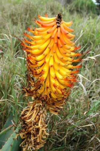 Aloe africana flower