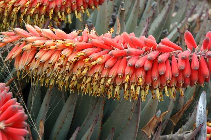 Aloe claviflora flower