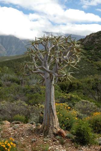 Aloe dichotoma at the Karoo Botanical Garden