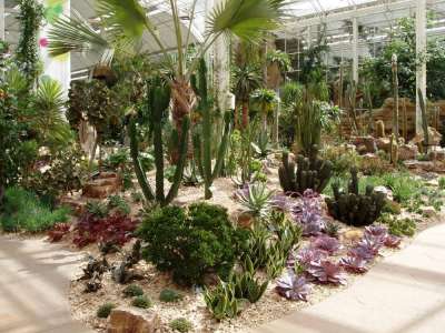 More succulent plants in the new Wisley Conservatory