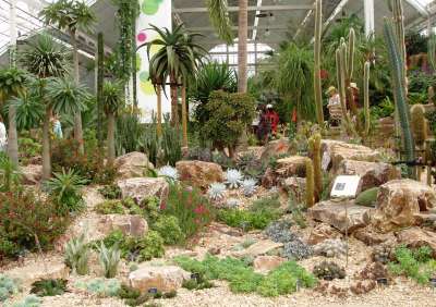 Succulent plants in the new Wisley Conservatory