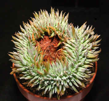 A ring cristate of Dudleya albiflora
