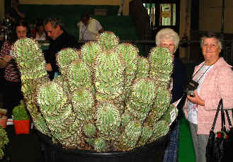 Huge Euphorbia horrida