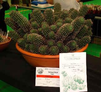 Best succulent in the Show, Euphorbia stellispina