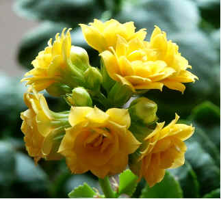click for a better image of Kalanchoe blossfeldiana
