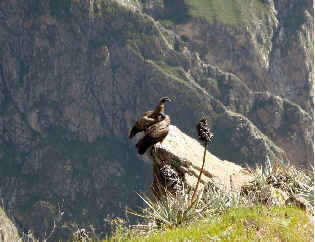 View of the Colca Canyon, Peru with condor