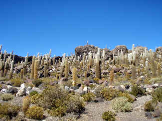 Trichocereus near the Salar de Uyuni, Bolivia