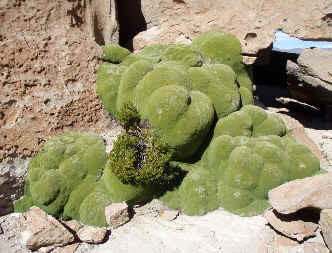 Humps of Azorella in the high Bolivian desert