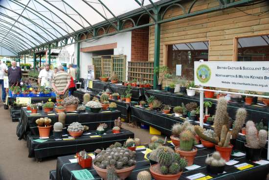 The Cactus Show at Billing Garden Store
