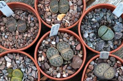 young Lithops plants