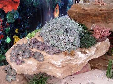Succulents at the RHS Show