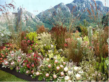 Kirstenbosch display at the Chelsea Show