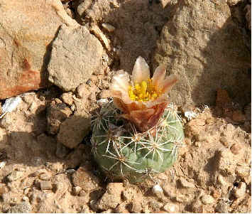 small flowering plant of Sclerocactus mesae-vedae