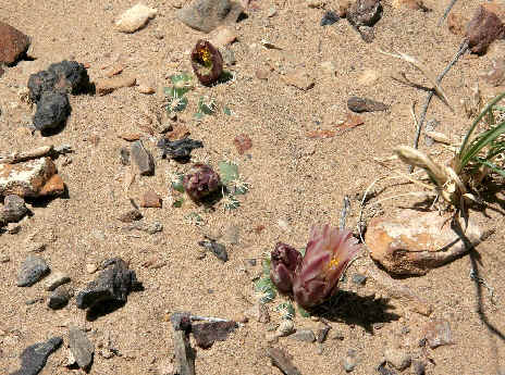 Three small Sclerocactus mesae-verdae