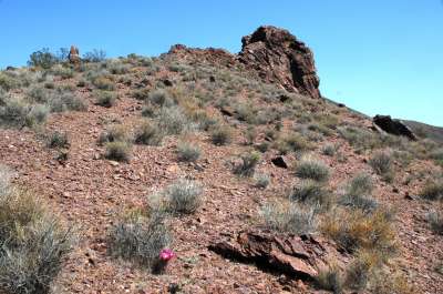 Sclerocactus polyancistrus habitat in Death Valley