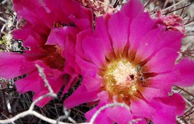 Sclerocactus polyancistrus flowers