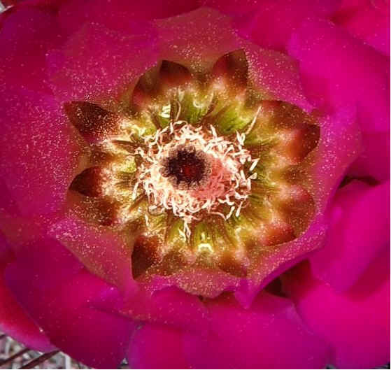 Sclerocactus polyancistrus flower in close-up