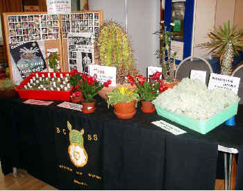 Cactus display