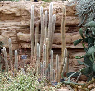 Columns of Cleistocactus in the 'Arid Zone' at Wisley