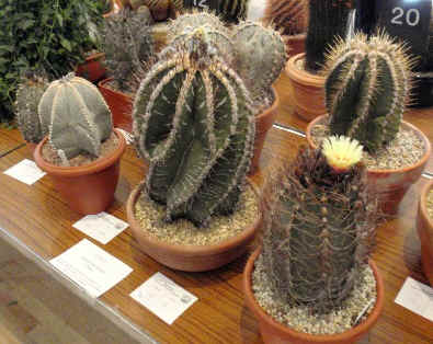 The Astrophytum class at the BCSS Oxford Show
