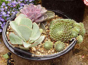 Bowl garden planted with succulents