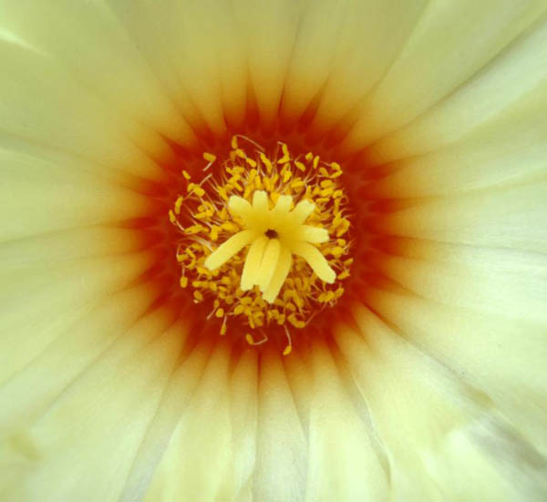 Astrophytum capricorne flower
