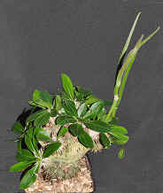  grafted pachypodium brevicaule
