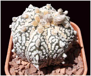 Astrophytum asterias cultivar Superkabuto