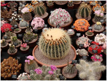 Southfields Gold Medal cactus display at Chelsea
