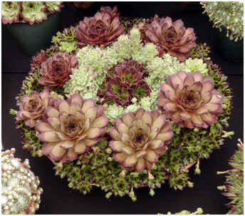 A planting of Sempervivum in the Fernwood Display at Chelsea