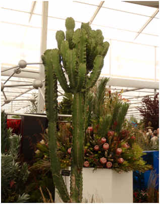 An impressive Euphorbia in the Kirstenbosch Display
