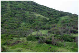 Hillside with Pilosocereus royenii