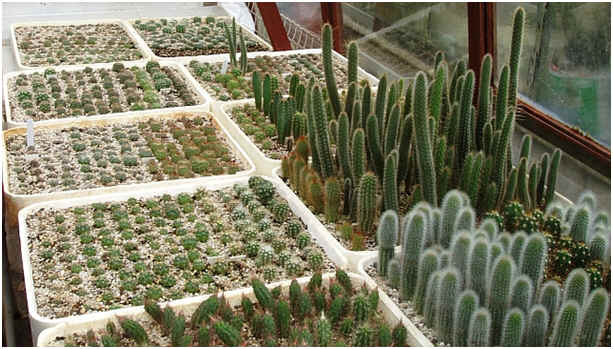 Neat rows of cacti seedlings in Graham Charles' collection