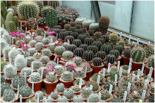 Seedling cacti