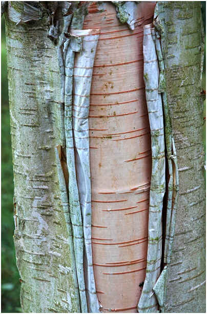The bark of Betula albosinensis