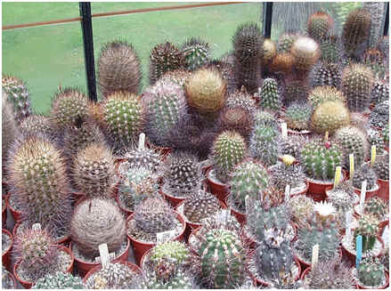 Neoporterias in Graham Charles collection