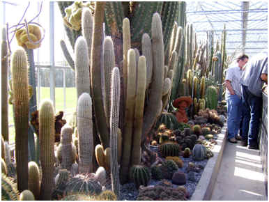 Aod Vijverberg's cactus collection