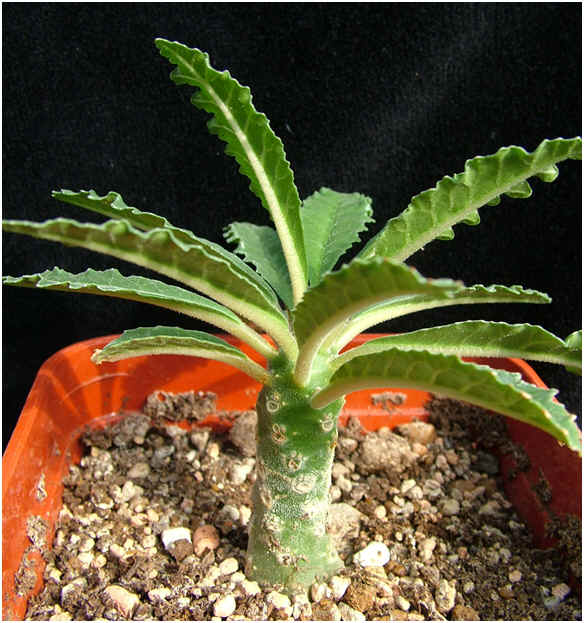 A rooted cutting of Dorstenia lavranii