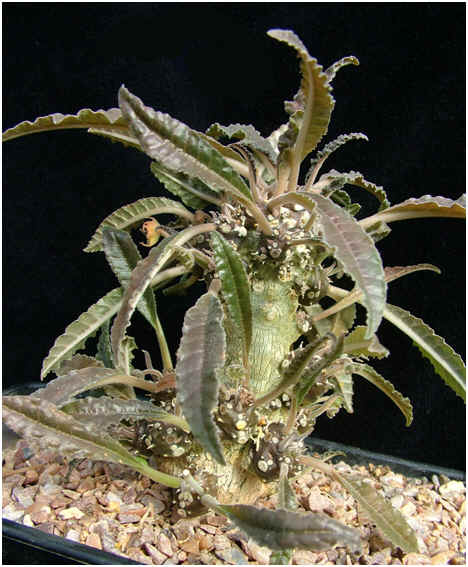 Possible Dorstenia lavrani hybrid
