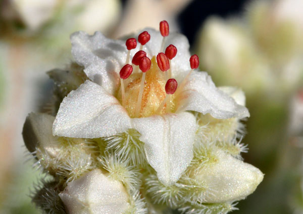 Flowers of Sedum hintonii (mocinianum)
