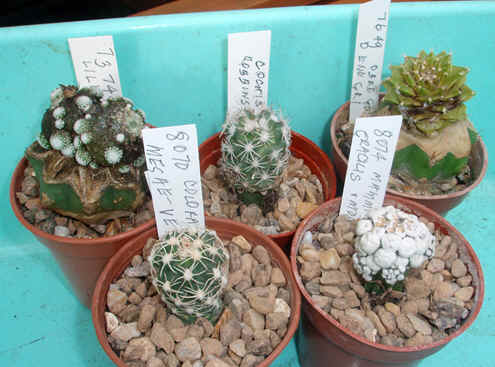 Rare cacti are easier to grow when grafted on hardy stock