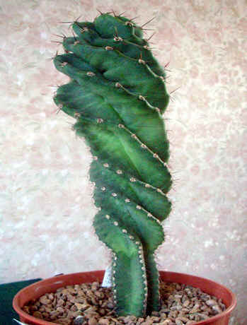 Twisted Cereus peruvianus