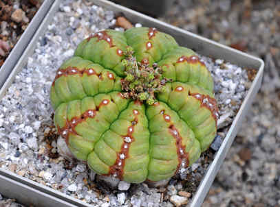 Euphorbia obesa X meloformis hybrid