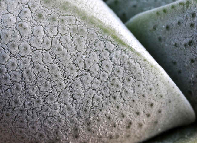 leaf texture of Crassula deceptor